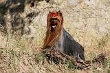 YORKSHIRE TERRIER 497